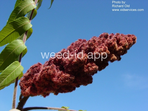 sumac, staghorn